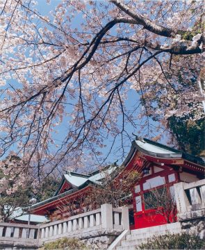 織姫神社と桜